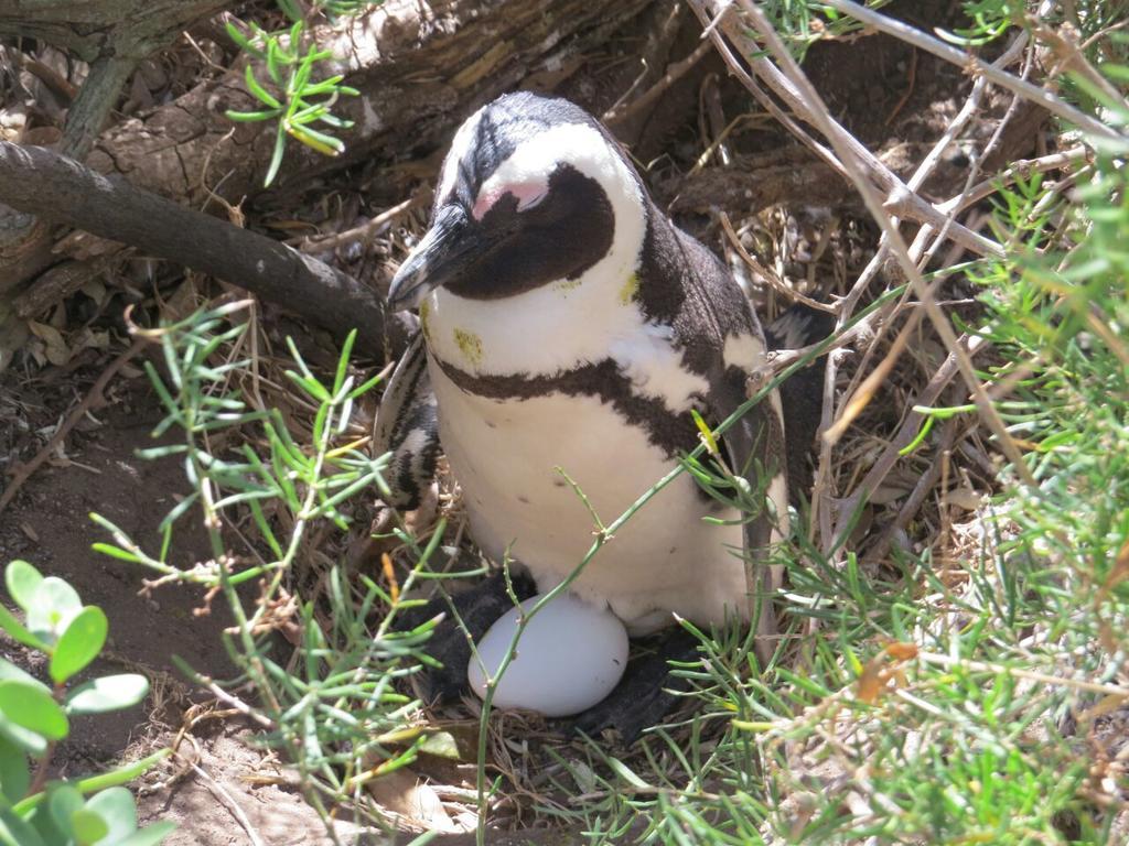 Penguins View Guesthouse Simonʼs Town Exterior foto